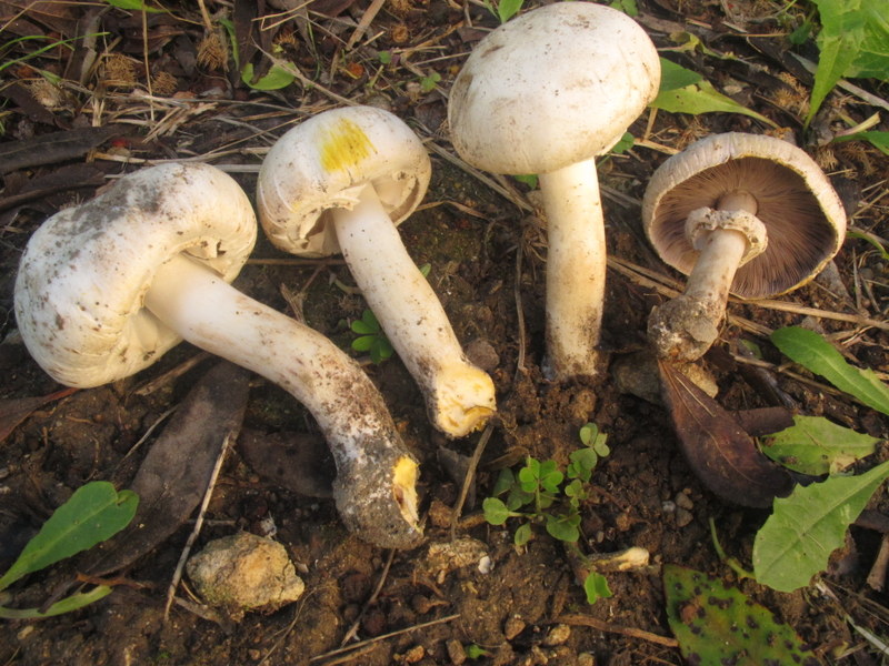 A. xanthodermus — Raccolta di funghi, le indicazioni dell’Ispettorato Micologico della ASSL Sassari