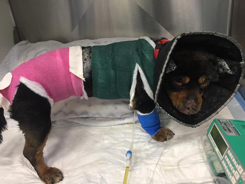 fuego — Migliorano le condizioni del cane Fuego, in cura nell’Ospedale veterinario dell’Università di Sassari