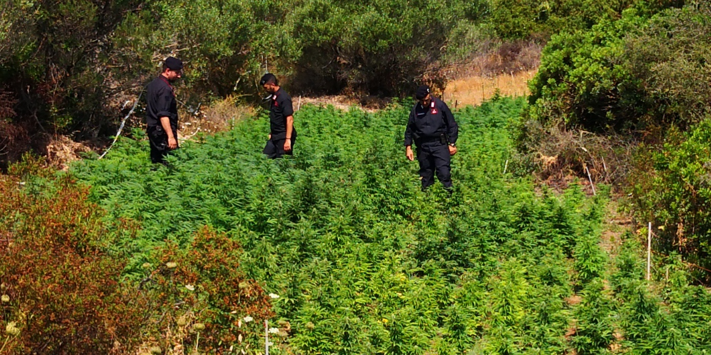 Piantagione Olbia — OLBIA: ​I CARABINIERI SEQUESTRANO SEIMILA PIANTE DI MARIJUANA.