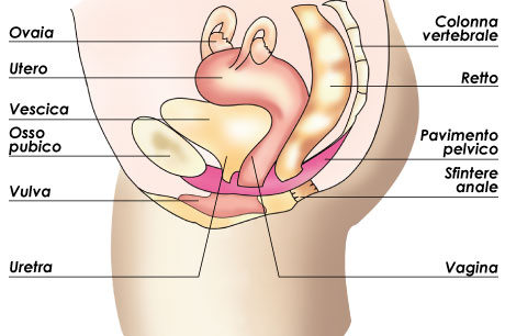 pavimento-pelvico-sezione-laterale-big — Master di I livello Rieducazione e Riabilitazione del pavimento pelvico femminile