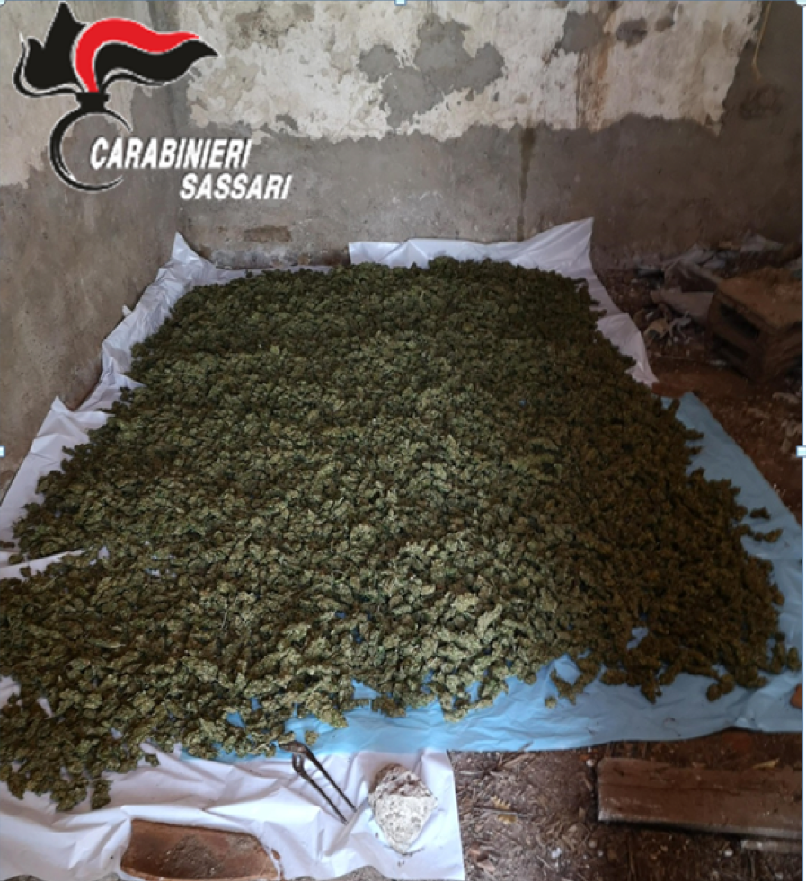 Senza titolo — BONORVA: I CARABINIERI SEQUESTRANO OLTRE 17 CHILI DI MARIJUANA E ARRESTANO DUE PERSONE