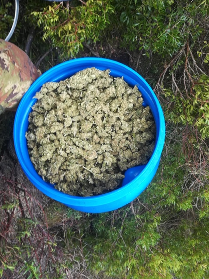 Senza titolo1 — ROMANA:​I CARABINIERI SEQUESTRANO ALTRI 11 CHILI DI MARIJUANA. SI AGGRAVA LA POSIZIONE DEI DUE ARRESTATI.