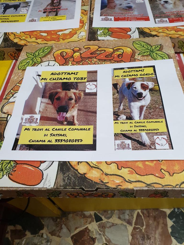 cani sulla pizza — Coronavirus, i quattro zampe del canile comunale in mostra… sui cartoni della pizza