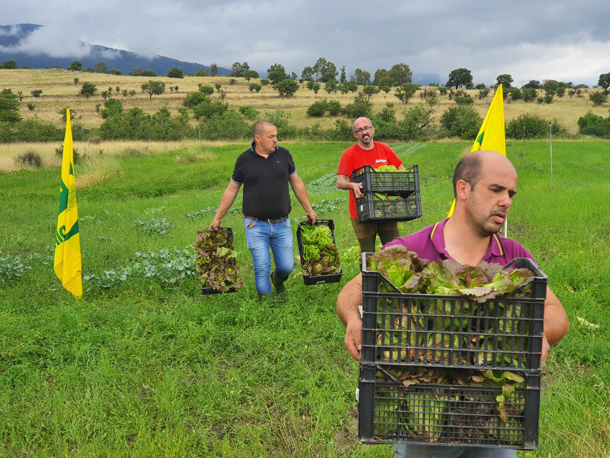 Giovanni Mureddu con i due colleghi — COLDIRETTI NUORO OGLIASTRA. CAVALLETTE: PERDITE E SOLIDAEITA’ DA PARTE DELLE AZIENDE AGRICOLE