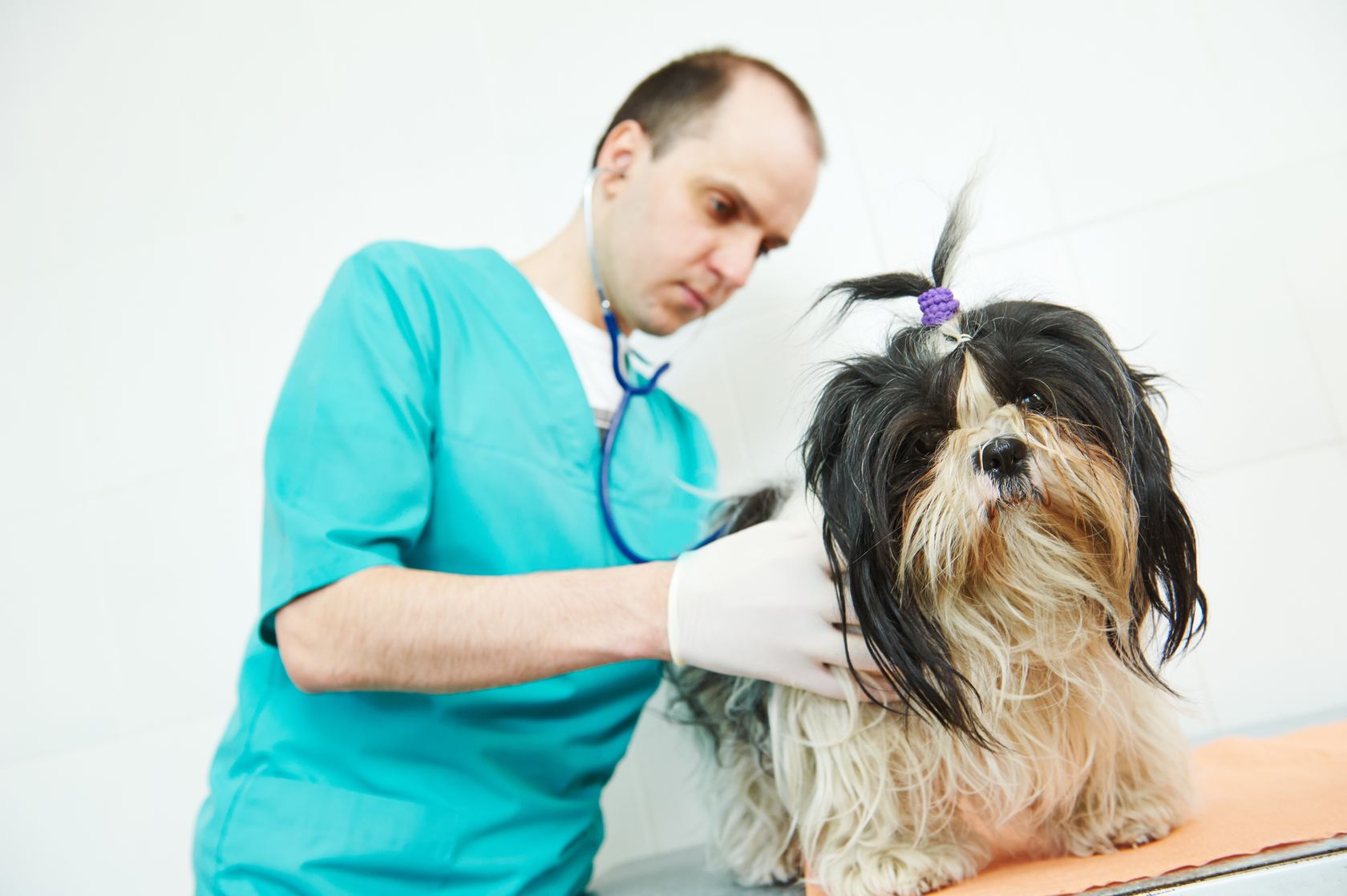 31112690_ml — Comunicato Stampa – Riprende l’attività dell’anagrafe canina garantita dai veterinari della ASSL Sassari