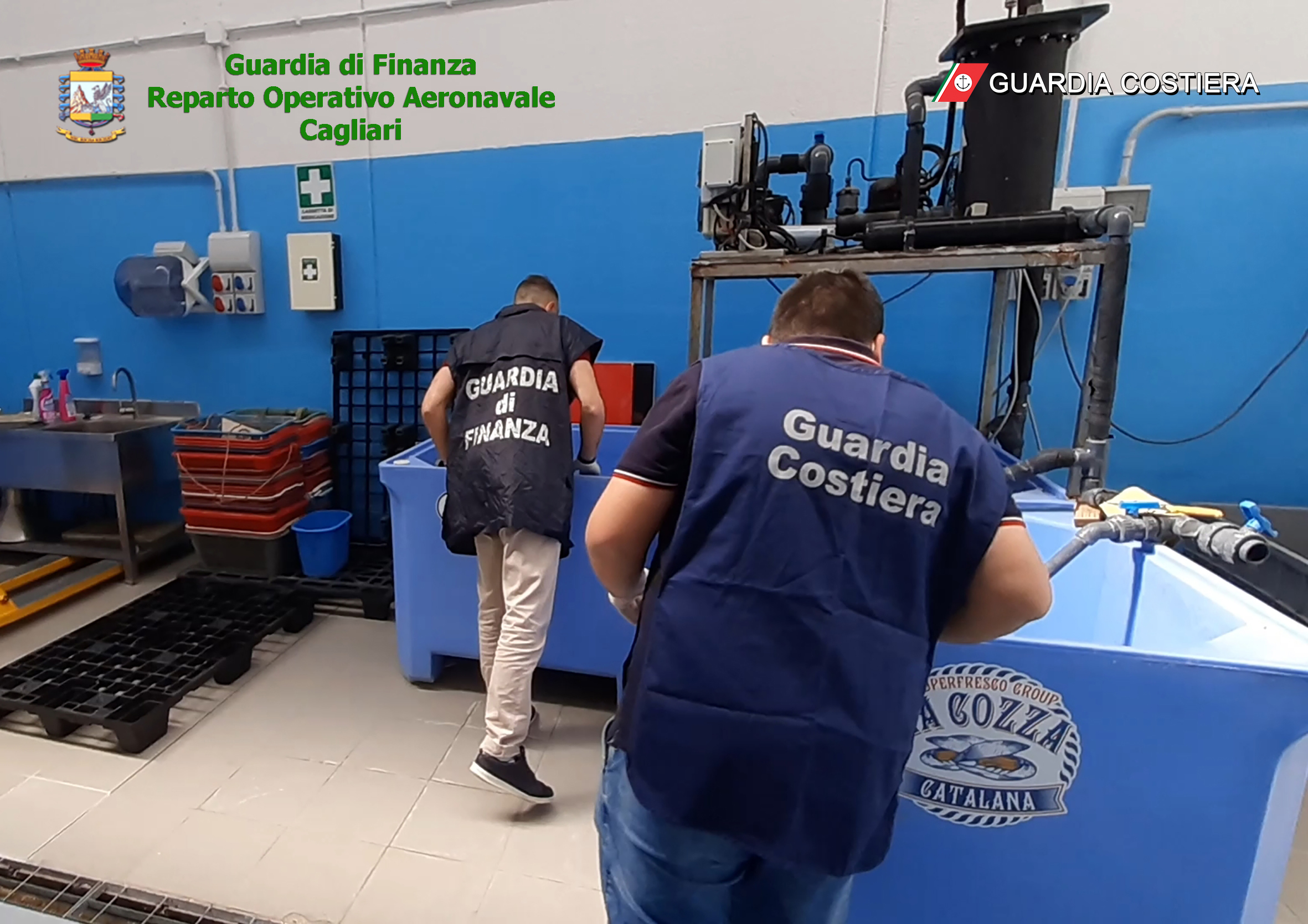 Immagine dell'articolo: GUARDIA DI FINANZA DI ALGHERO : SMASCHERATA UN’ASSOCIAZIONE A DELINQUERE CHE GESTIVA IL MERCATO ILLEGALE DEI RICCI DI MARE. 25 AVVISI DI GARANZIA.