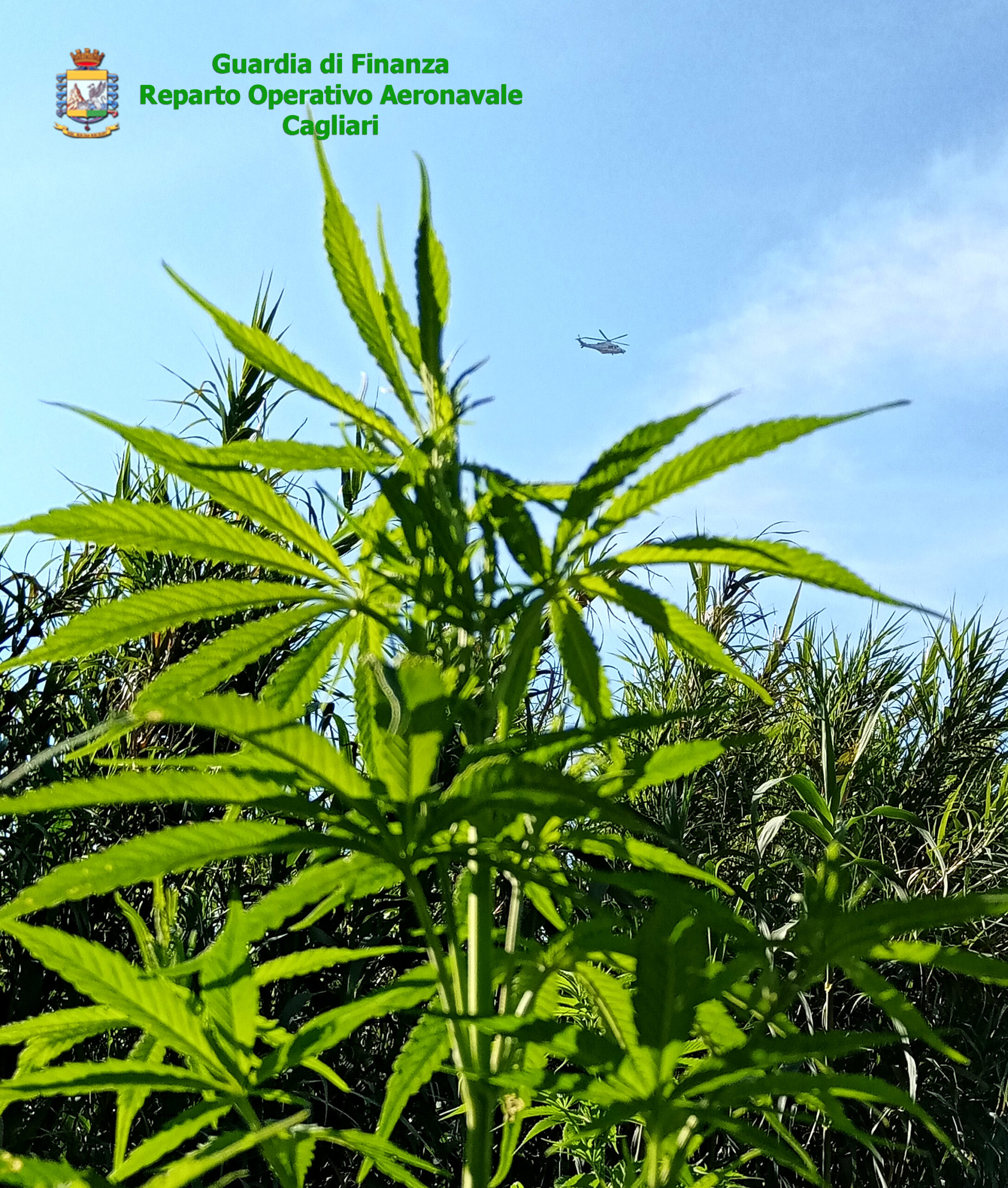 smart — GUARDIA DI FINANZA CAGLIARI: SEQUESTRATA UNA PIANTAGIONE DI CANAPA INDIANA NEL COMUNE DI MARACALAGONIS. DENUNCIATO UN SOGGETTO RESPONSABILE.