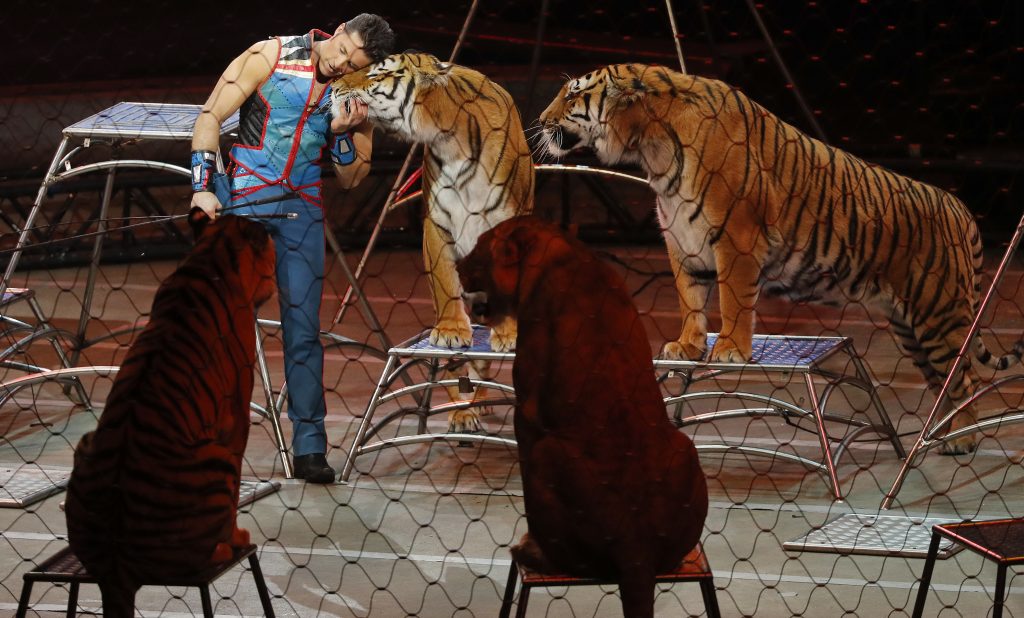 circo_tigri-1024×618 — Sassari: La Giunta propone il divieto di botti e di circhi con animali