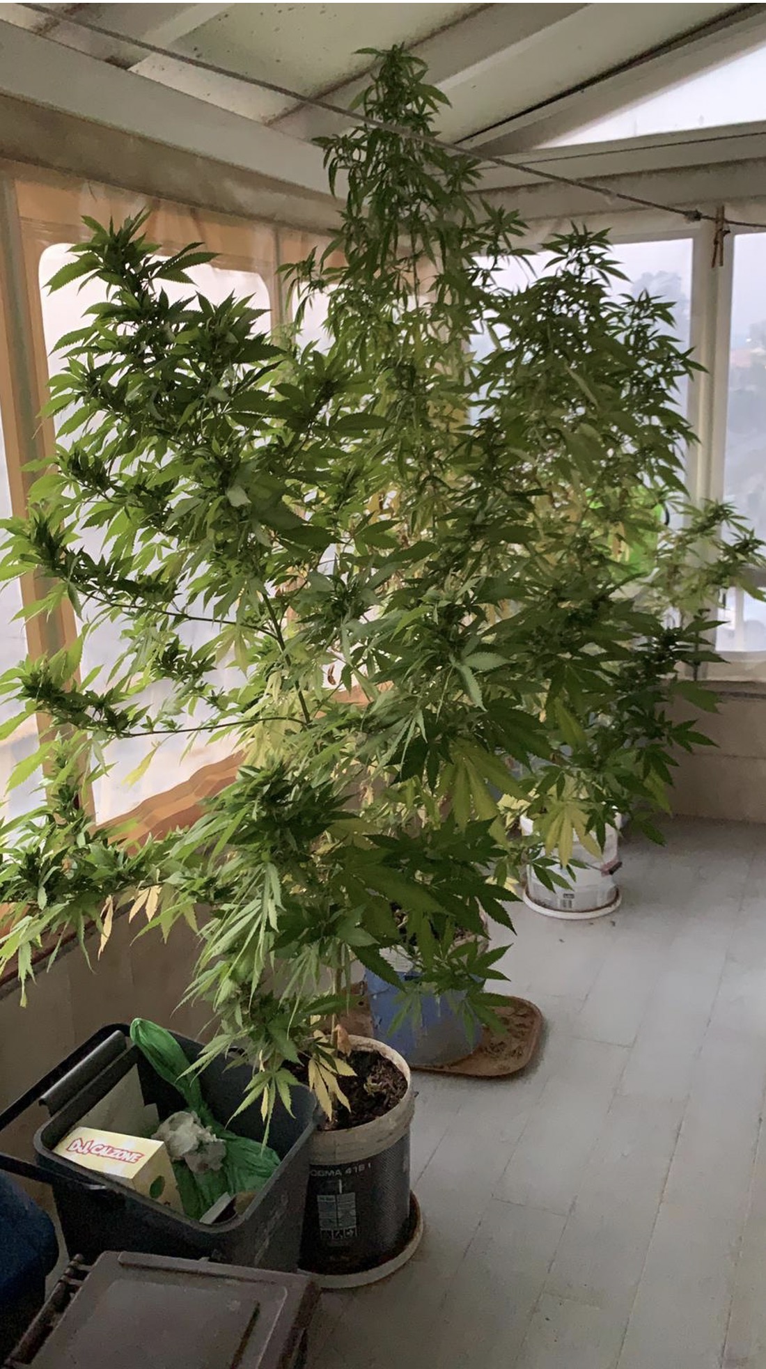 Schermata 2020-09-15 alle 14.15.32 — Coltiva piante di marijuana in casa: nei guai falegname olbiese