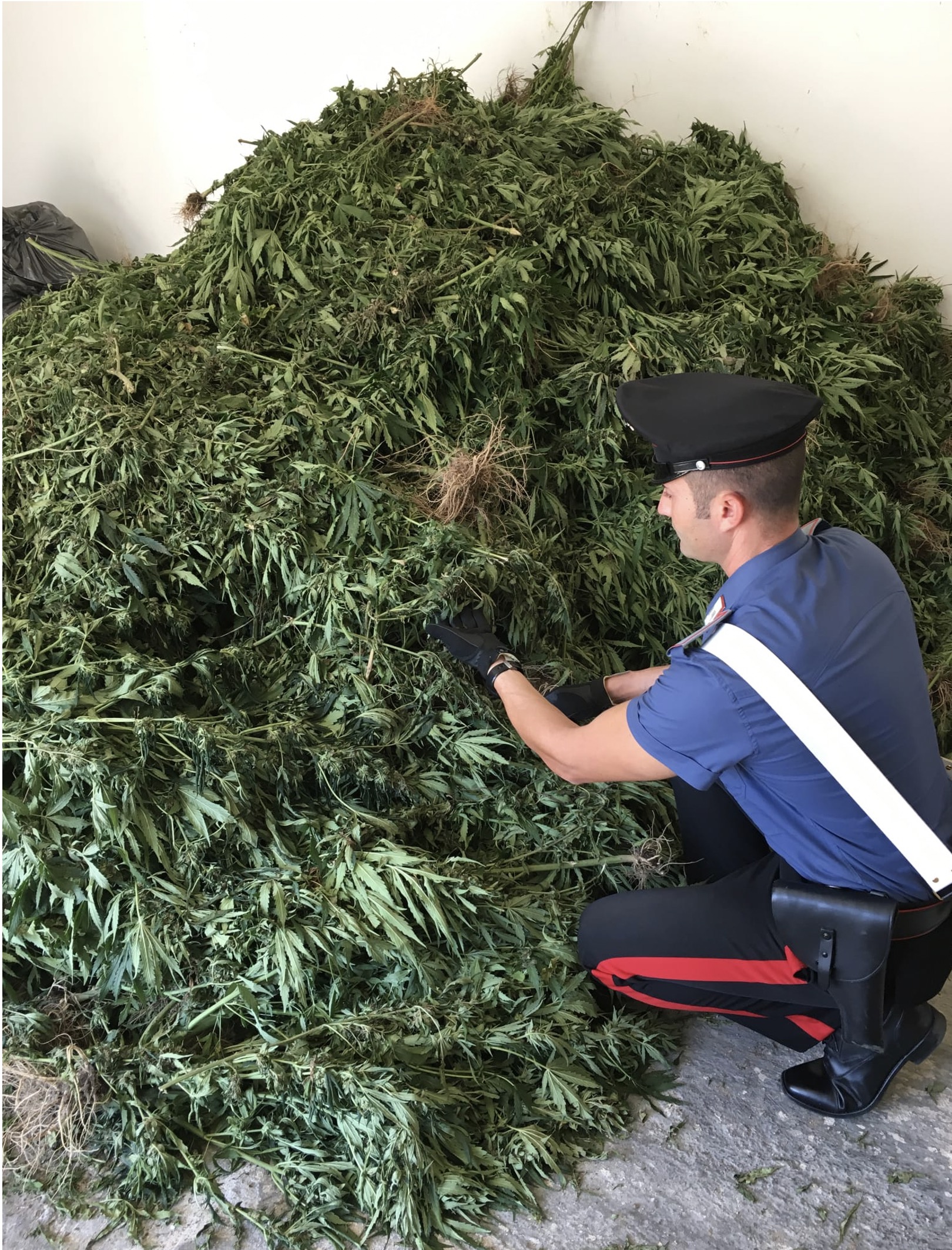 Schermata 2020-09-22 alle 11.49.45 — Coltivava cannabis in casa sfruttando la corrente della rete elettrica pubblica: in manette un disoccupato di 26 anni