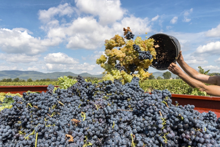 vendemmia-uva-vino-by-francis-bonami-fotolia-750 — COLDIRETTI SARDEGNA. BRUXELLES VUOLE ANNACQUARE IL VINO