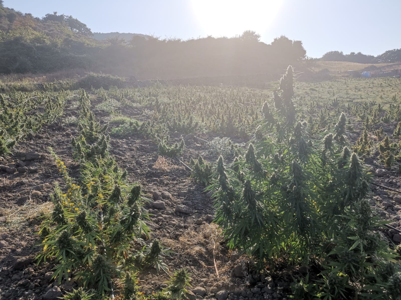 piantagione — SILIGO, ALLEVATORE DENUNCIATO PER UNA PIANTAGIONE ILLEGALE DI 3600 PIANTE DI MARIJUANA