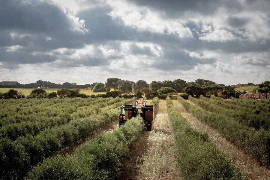 santabarbara-sangiuliano18_cv01193 — Azienda Agricola Manca tra le 100 migliori imprese agricole d’Italia sostenibili