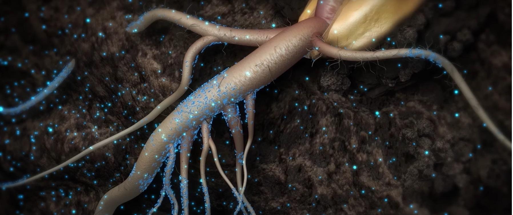 microbi-fertilizzanti — Progetto Ortumannu. I batteri come alternativa ai fertilizzanti chimici